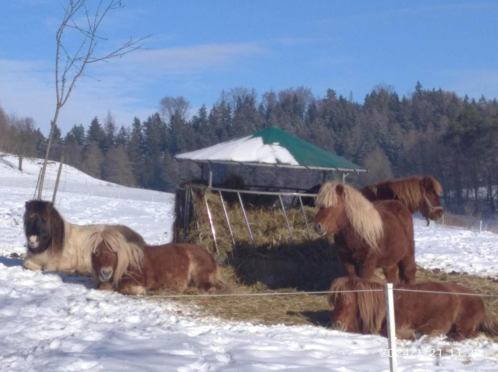 Hotel Statek Bily Dvur - Bely Machov Zewnętrze zdjęcie